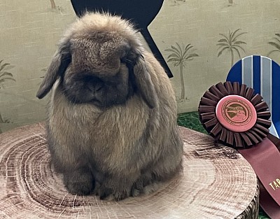 Proud Ear’s Marina - SSD