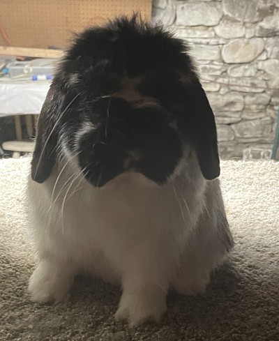 Otto