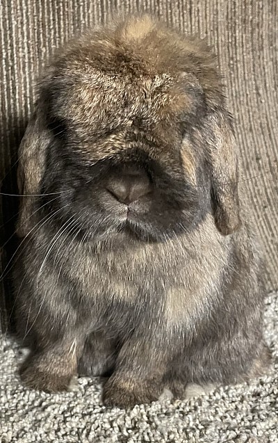 Javier