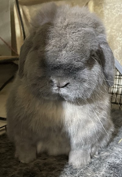 Oliver