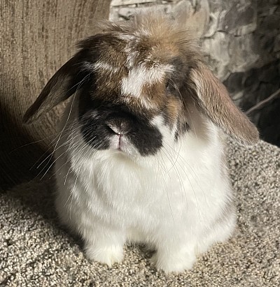 Tera