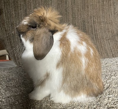 Hera