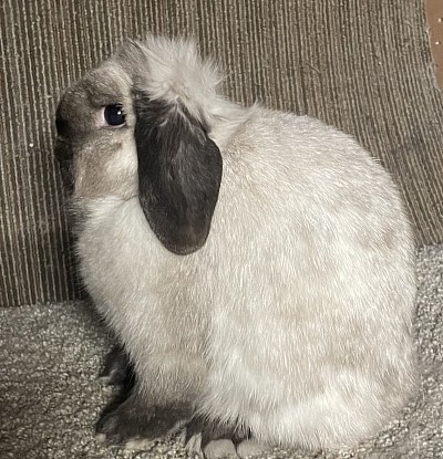 Lolita