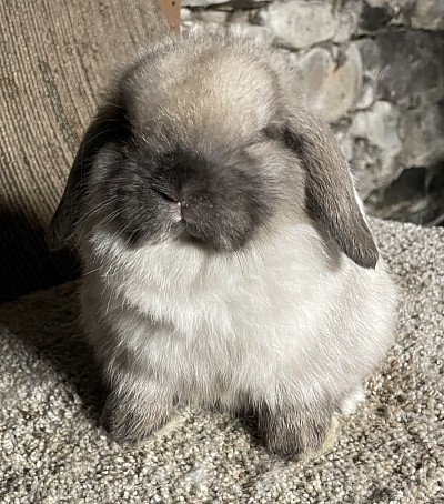Pipi