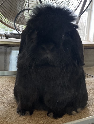 Buster