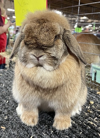 Hera