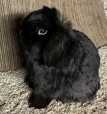 Bonnie